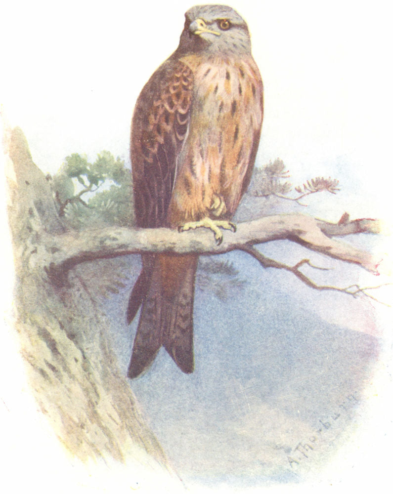 BIRDS. Kite  1901 old antique vintage print picture